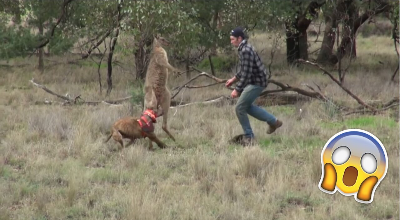 Man Punches a Kangaroo in the muzzle to Rescue his dog (Original HD)