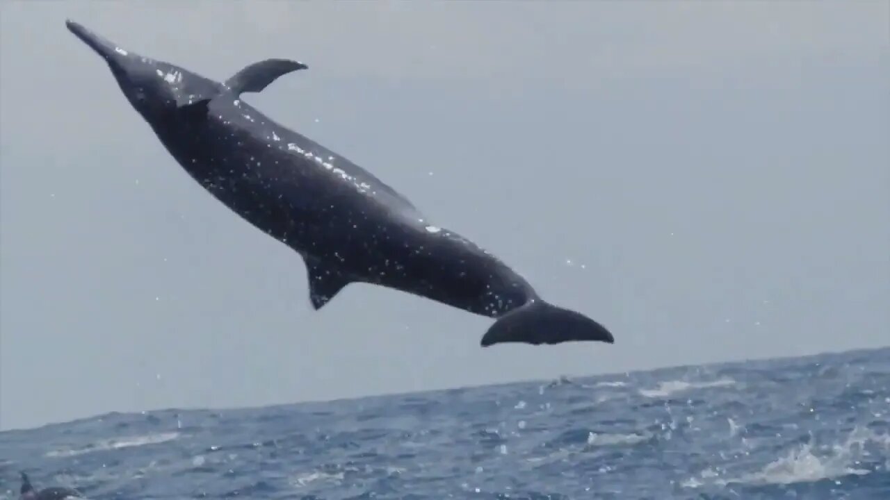 Amazing Wild Dolphins doing Spinner Jumpings - Funny Videos