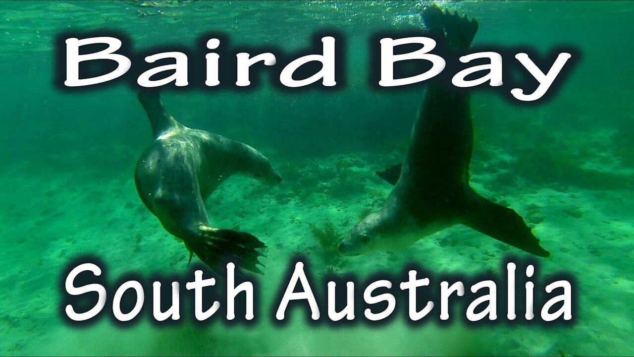 'Dolphins and 'Sea Lions', Baird Bay - South Australia