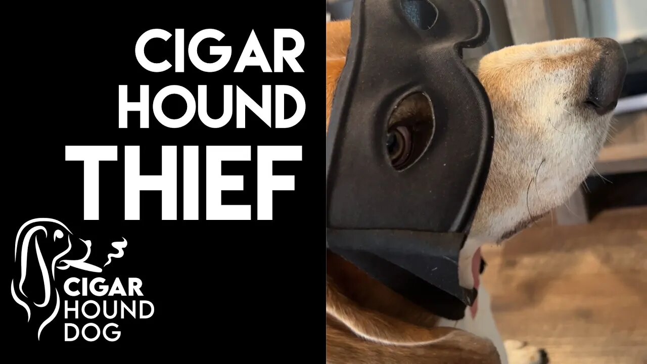 Cigar Hound Thief (Non-Short)