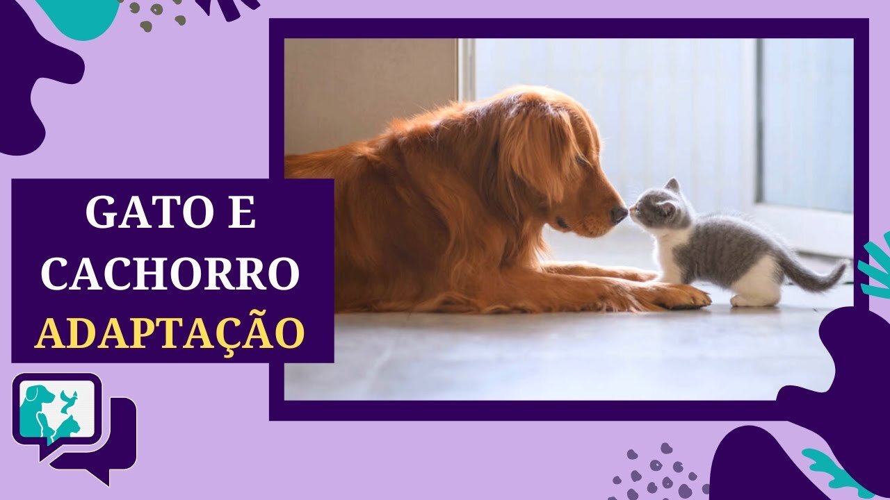 Como Apresentar seu Novo Gato ao Cachorro da Família