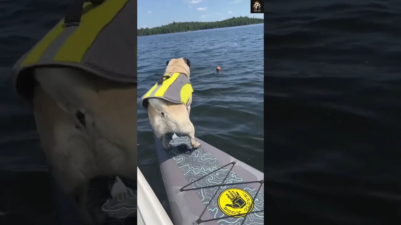 🤣 🐶 Frenchies cute window dancing 😅🐕‍🦺| #Funny #dog #shorts