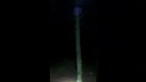 night hike in Belever forest. 6th June 2022