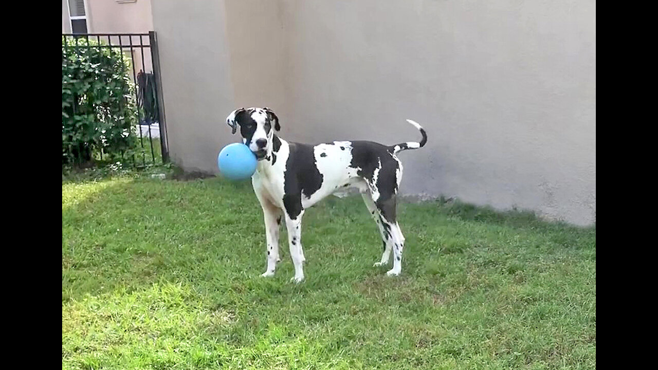 Amazing Great Dane's Last Run With His Jolly Ball - RIP Mikey