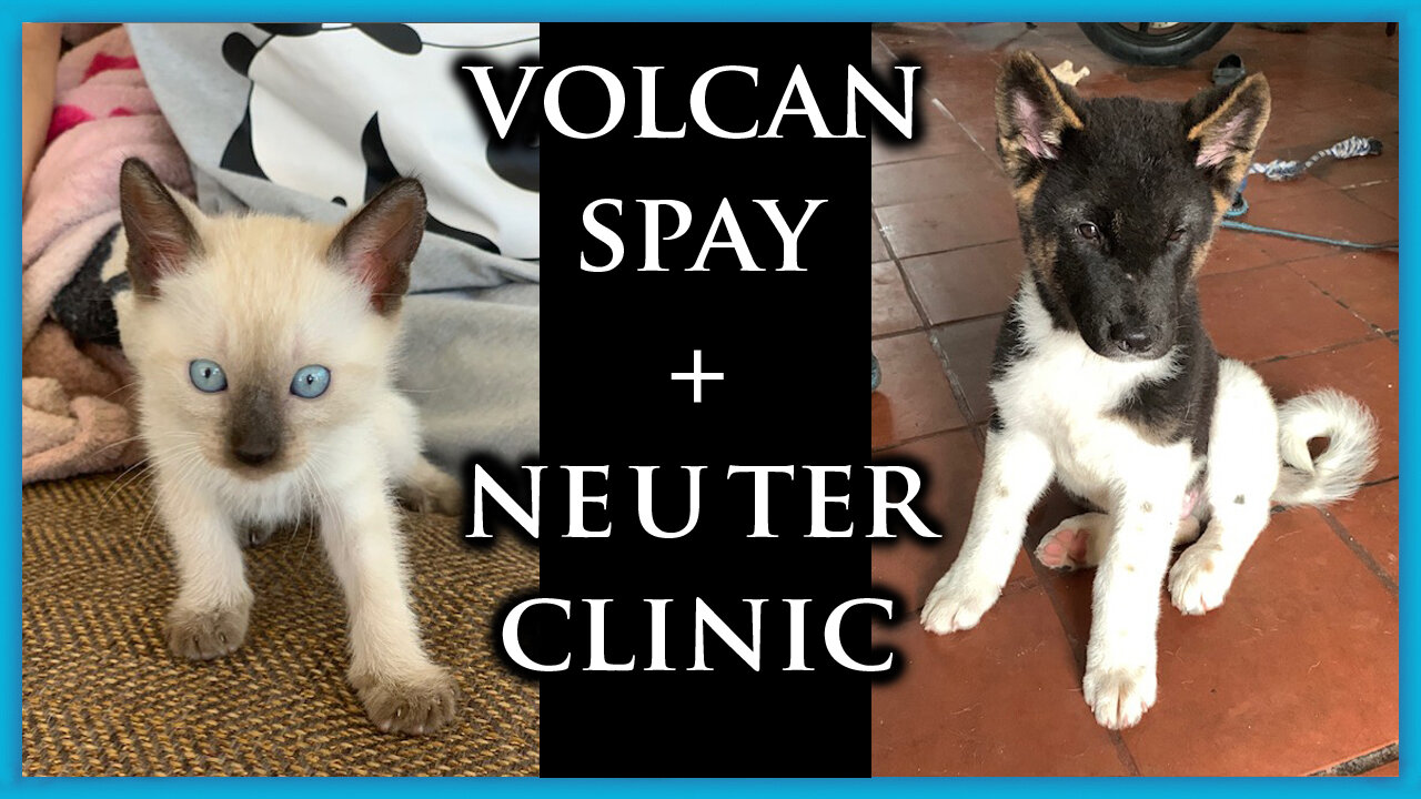 Spay & Neuter Clinic Volcan Panama - Cats, Dogs, Pets, Volunteer Opportunity