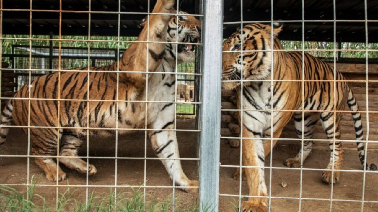 Dois tigre de bengala no zoológico de Piracicaba