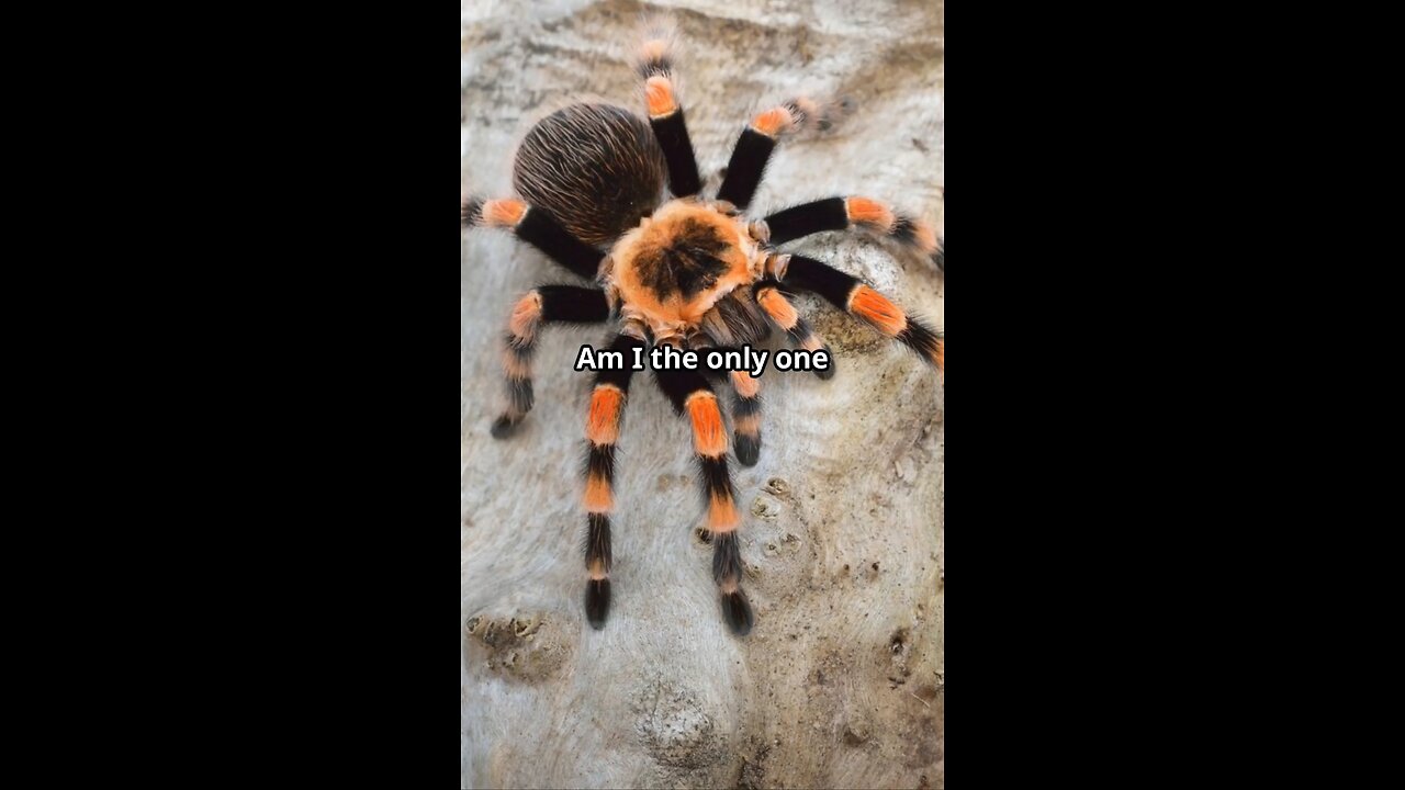 Neat Facts About Spider's 🕸️🕸️🕸️🕷️🕷️🕷️