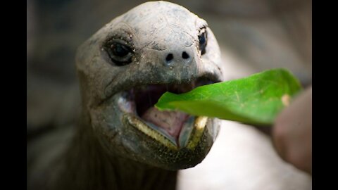 A wild Turtle Eating Green Grass