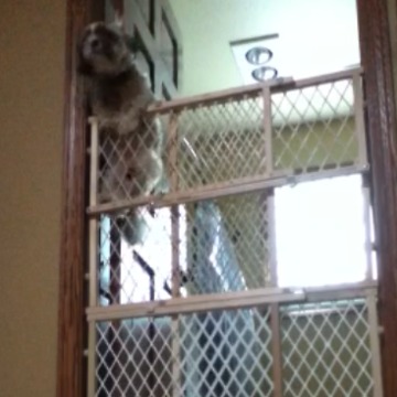 Smart Dog Climbs Over Two Baby Gates To Escape