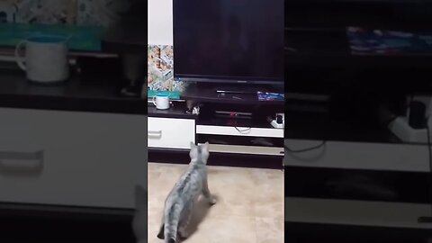 funny cute pet6