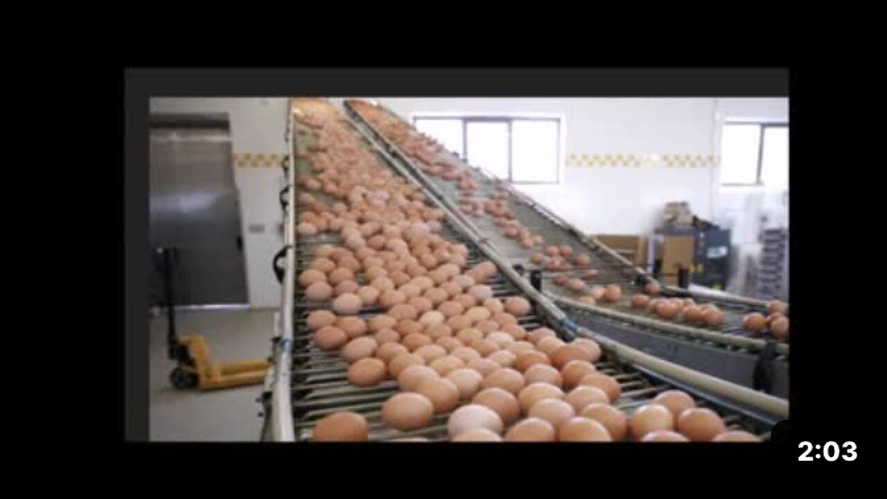 Sell off 30,000 eggs daily or euthanize 40,000 hens