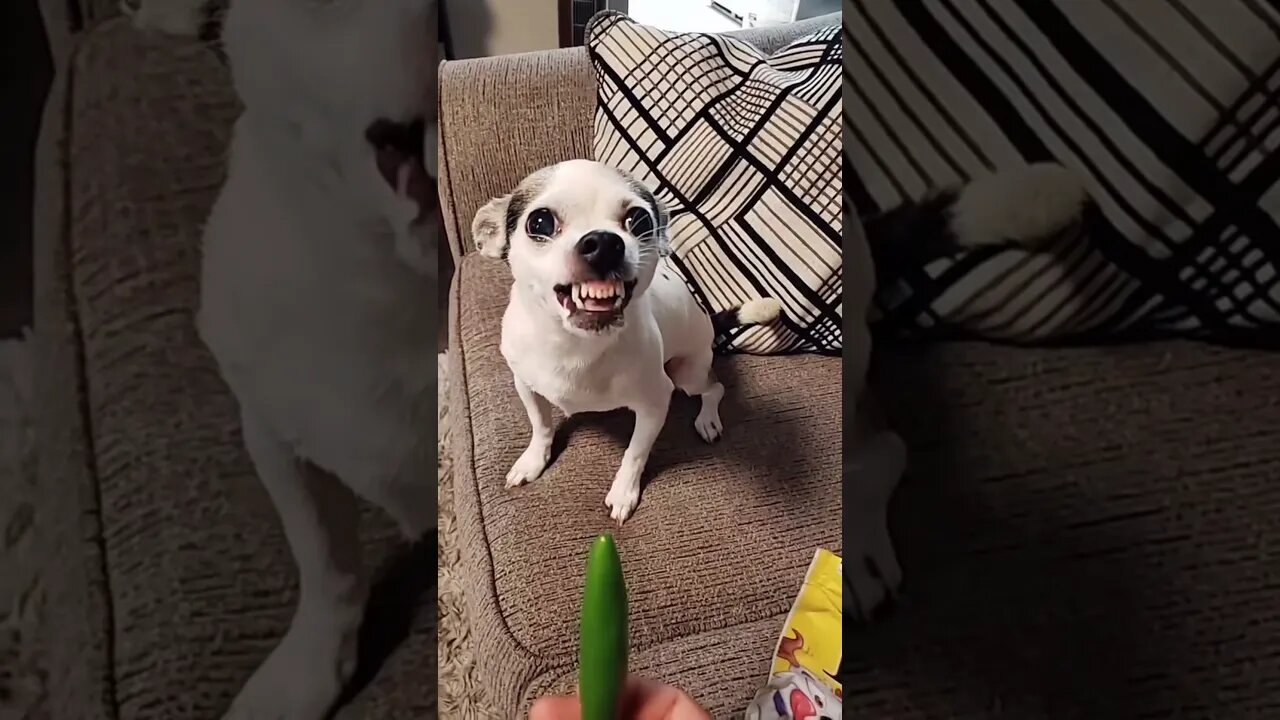 #shorts Смешные Собаки Из Тик Тока 40 Funny Dogs From Tiktok