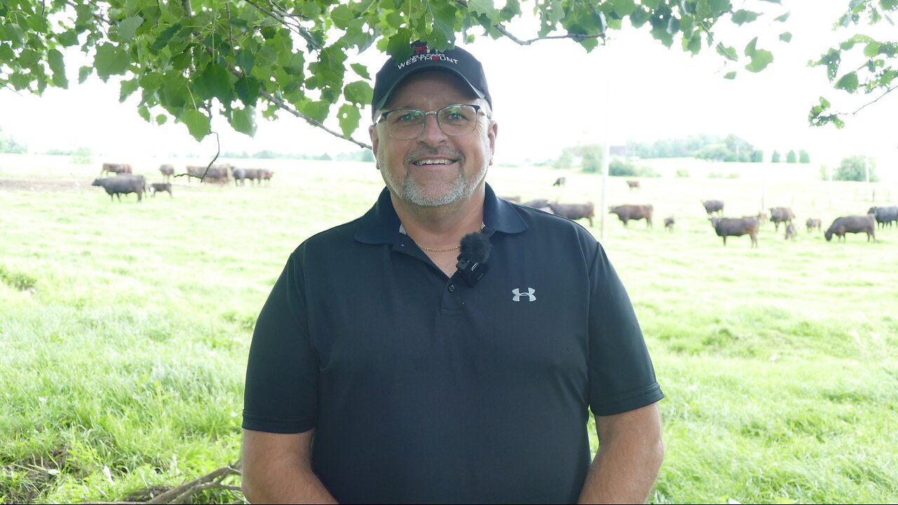 Élevage boeuf wagyu