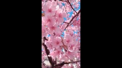 beauty of nature 🌸