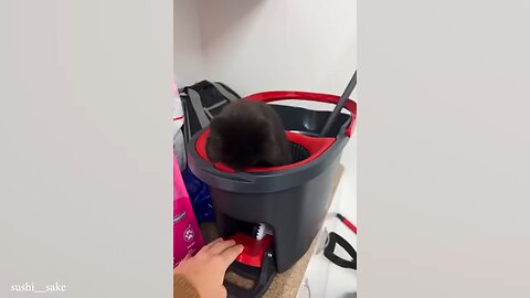 These FUNNY CATS will make you LAUGH SUPER HARD 😹 Funny ANIMALS videos [ ANIMAL VIDEOS ]