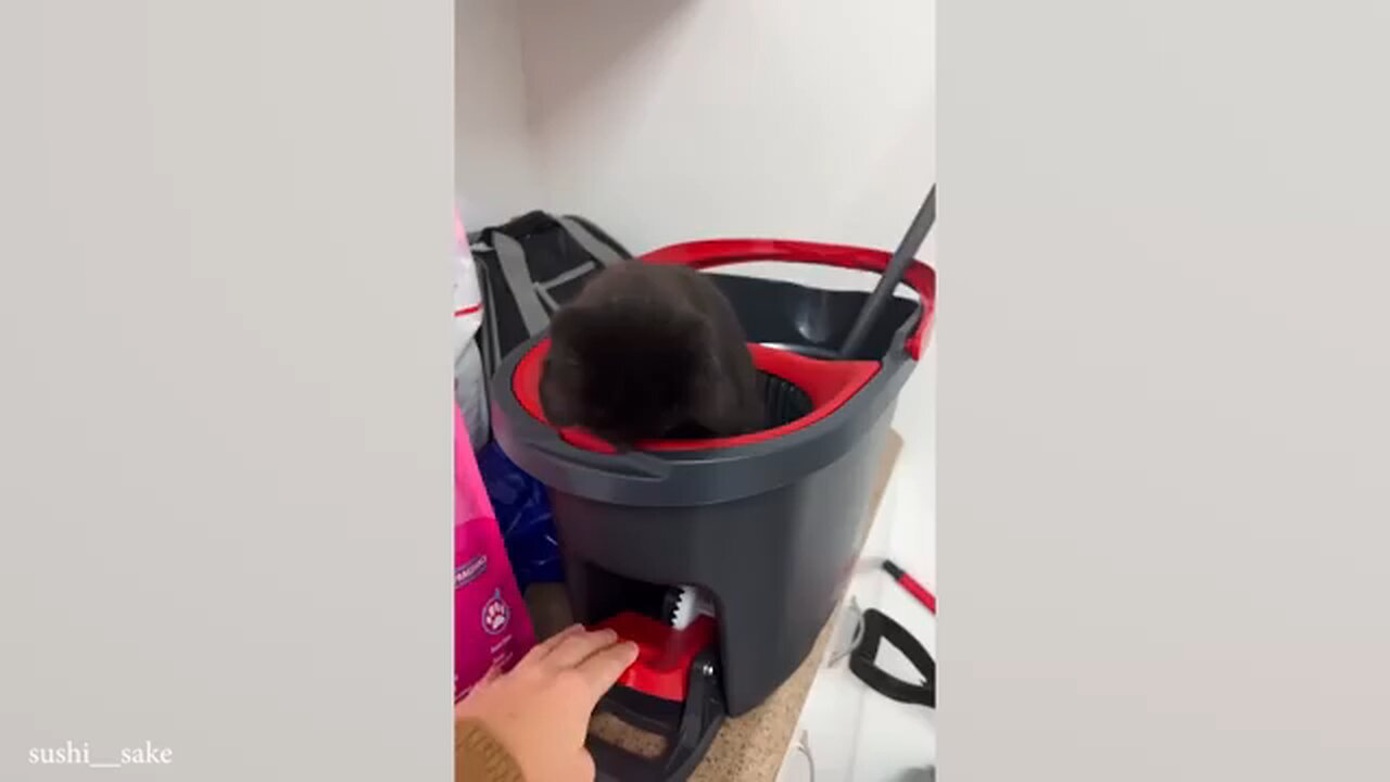These FUNNY CATS will make you LAUGH SUPER HARD 😹 Funny ANIMALS videos [ ANIMAL VIDEOS ]