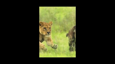 Two Mother's Now Battle for the survival for their Young Buffalo 🦬🦬🦬🦬!!!
