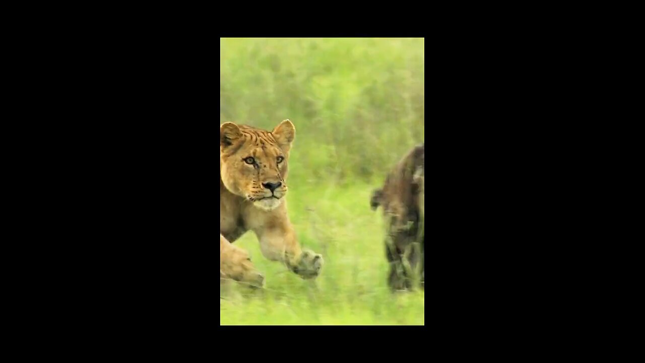Two Mother's Now Battle for the survival for their Young Buffalo 🦬🦬🦬🦬!!!