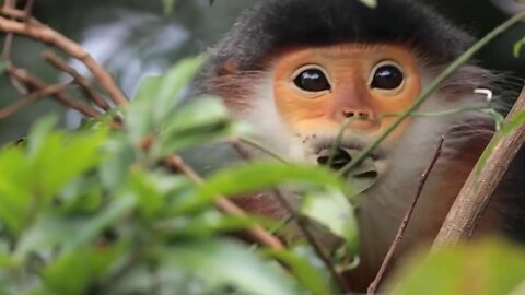 Red-Shanked Douc Monkey