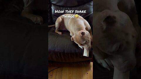 What is mine is yours🤗 #shorts #viral #pitbull #pitbulldog #cute