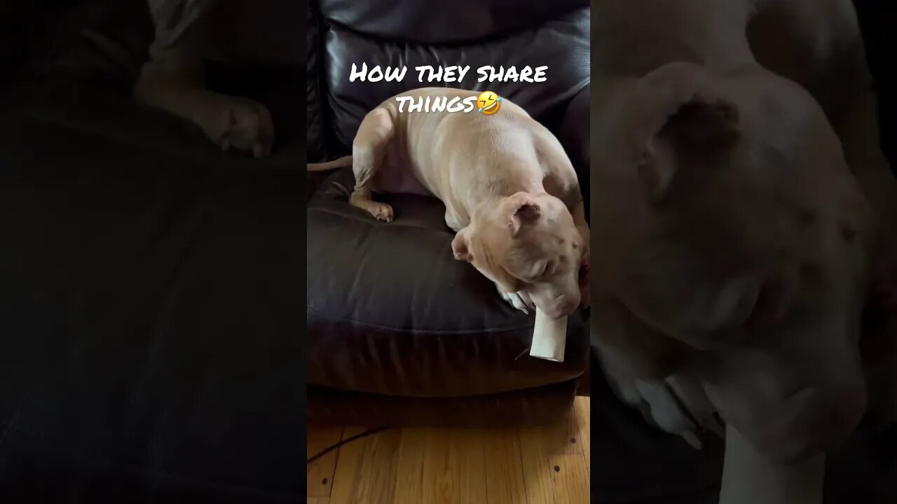 What is mine is yours🤗 #shorts #viral #pitbull #pitbulldog #cute