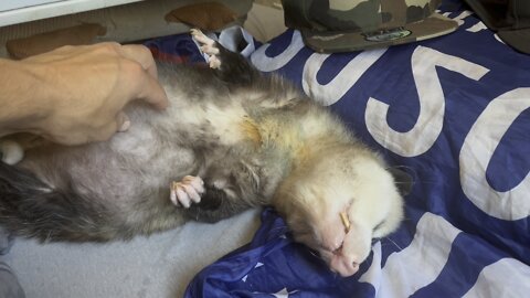 Opossum Rolls Over