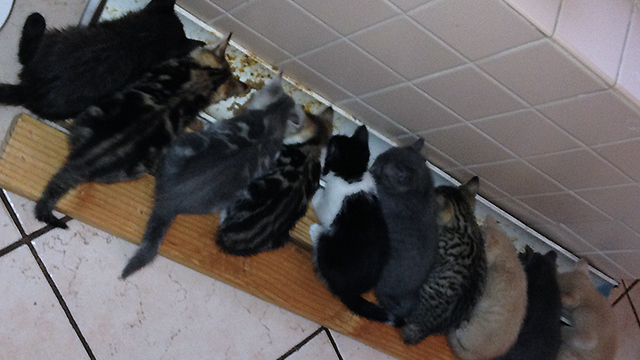 Dinner-time...Cute Kitten Stampede!