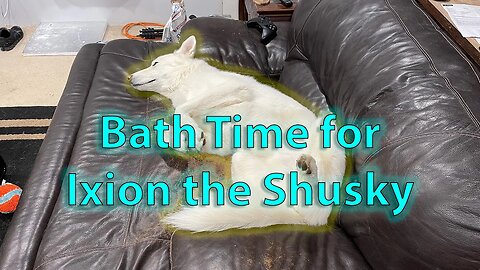 Bath Time for Ixion the Shusky