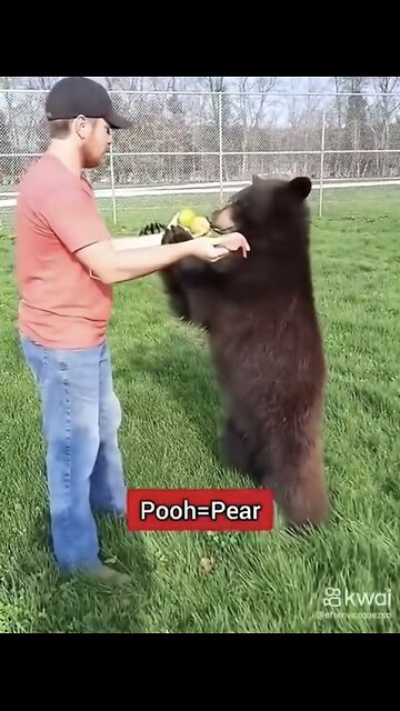 HUMANITARIAN SAVE BEAR👨‍🌾🛣️🐻🚐HIT BY VEHICLE CROSSING ROAD🐻🚐💫
