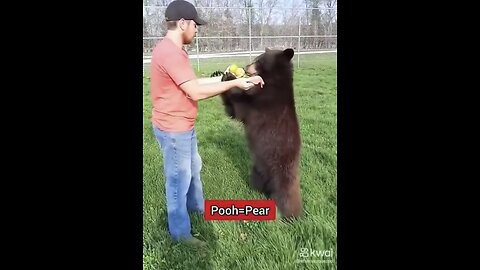 HUMANITARIAN SAVE BEAR👨‍🌾🛣️🐻🚐HIT BY VEHICLE CROSSING ROAD🐻🚐💫