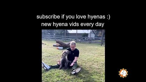 Guy gets cuddled by hyena