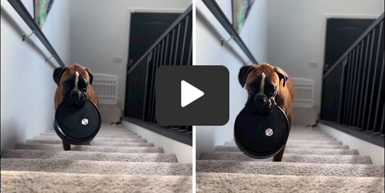 Thoughtful Boxer shows what a great helper he is