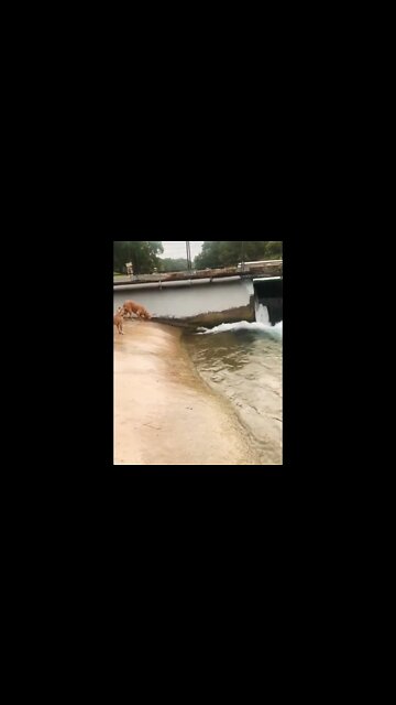 Dog plays fetch with himself..🐶🌊🎾🤯 #shorts #dog #doglover #trendingnow