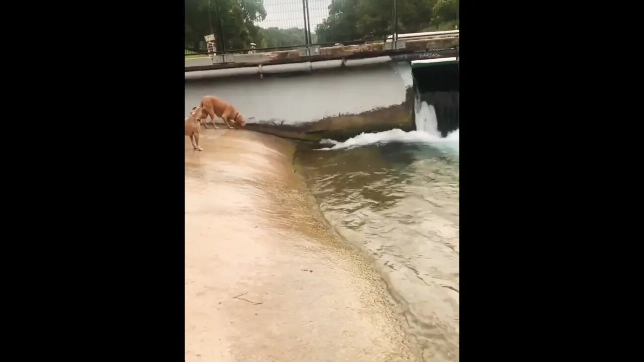 Dog plays fetch with himself..🐶🌊🎾🤯 #shorts #dog #doglover #trendingnow