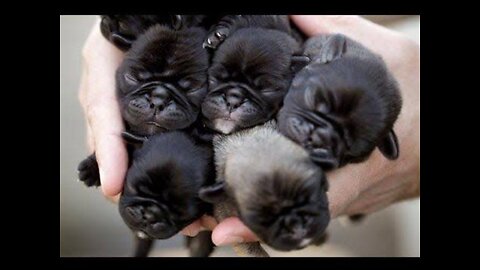 Cute black puppy Relaxed massage🤩