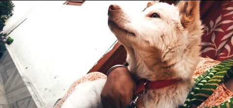 Dog (Leo) playing