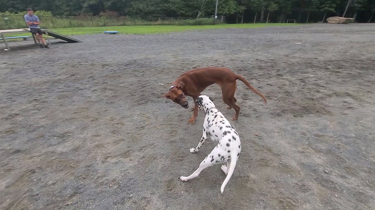 Luna and a Rodesian Ridgeback