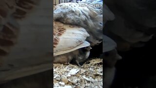 The secret lives of baby sebright chicks