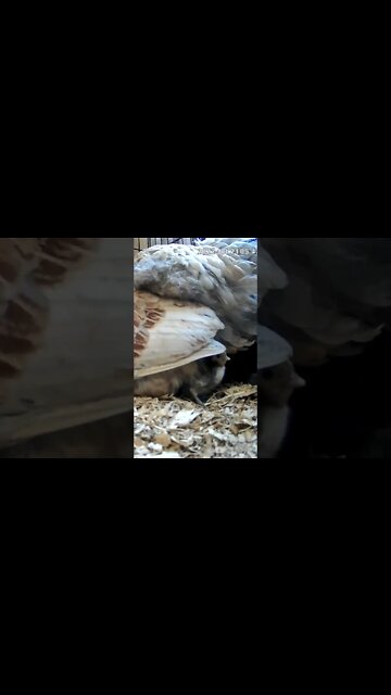 The secret lives of baby sebright chicks