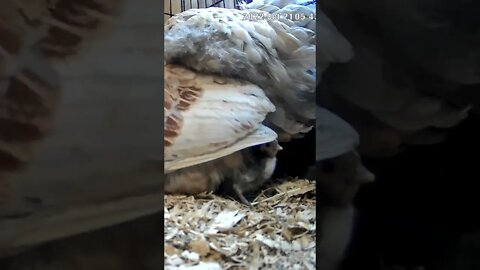 The secret lives of baby sebright chicks