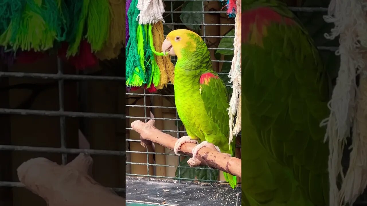 Why is the yellow-headed parrot chewing ropes?❤️🌸🍀🇨🇦