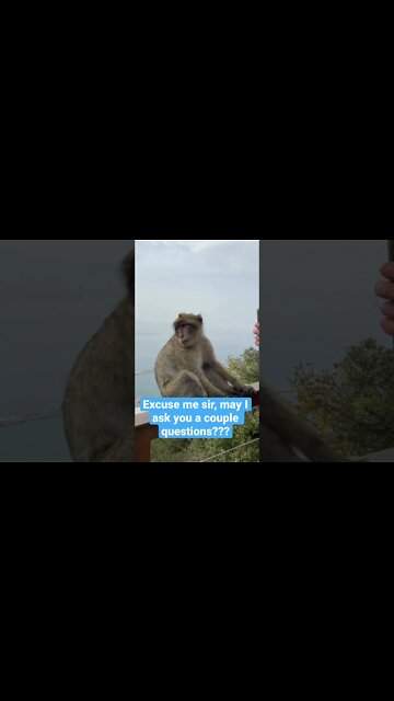 Interview with a Monkey #shorts