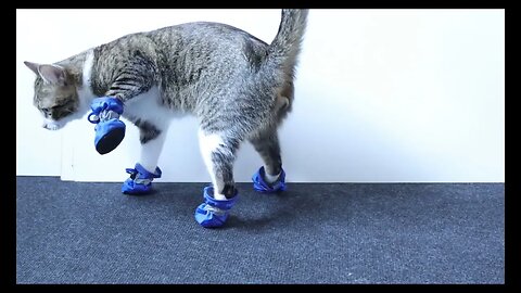 Cat in Boots