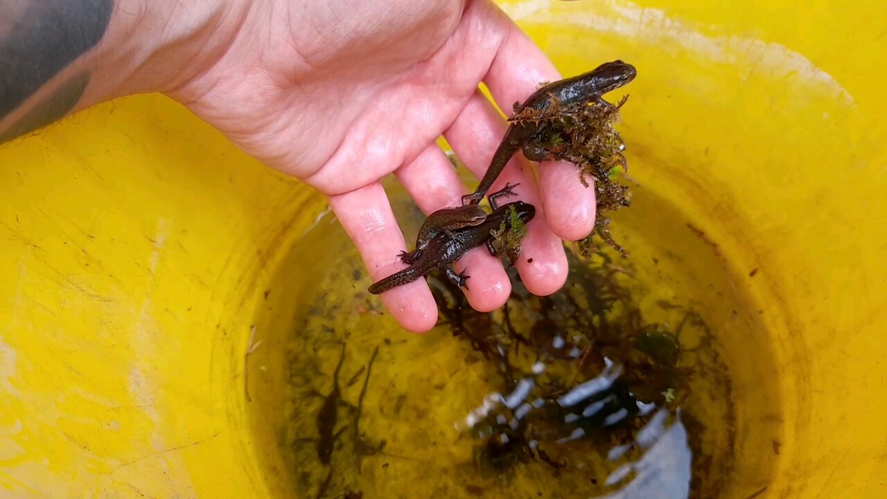 Introducing Palmate newts into my pond!