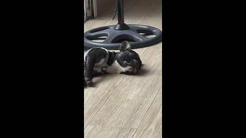 FRENCHIE KNOCKED OUT WITH HER TONGUE HANGING OUT!!