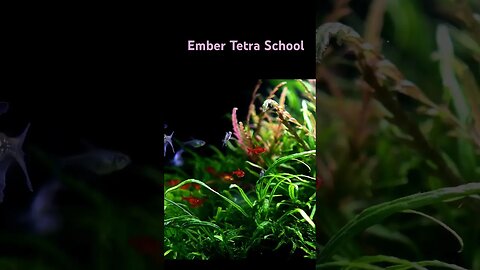 Ember tetra school #planted #planted #plantedtank #fish #aquariumgardens #natureaquarium