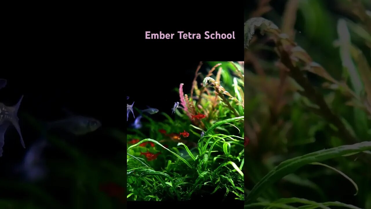 Ember tetra school #planted #planted #plantedtank #fish #aquariumgardens #natureaquarium