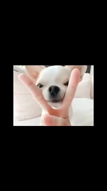 You Won't BELIEVE What this Funny Animal Does Next!