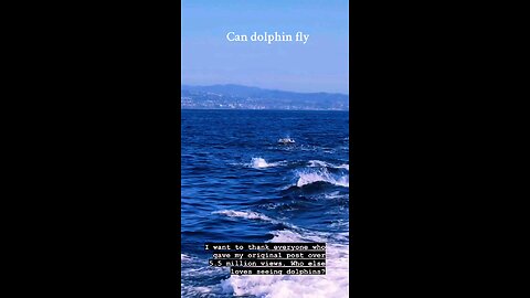 Can dolphin fly