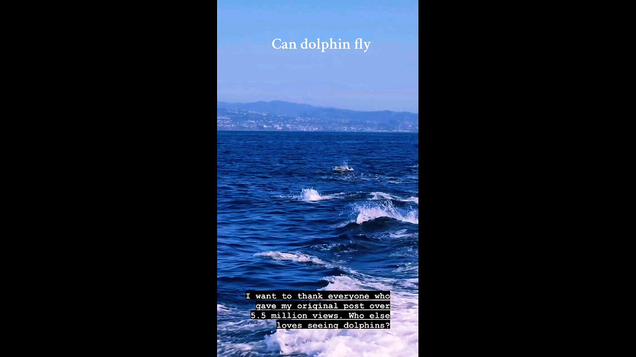 Can dolphin fly